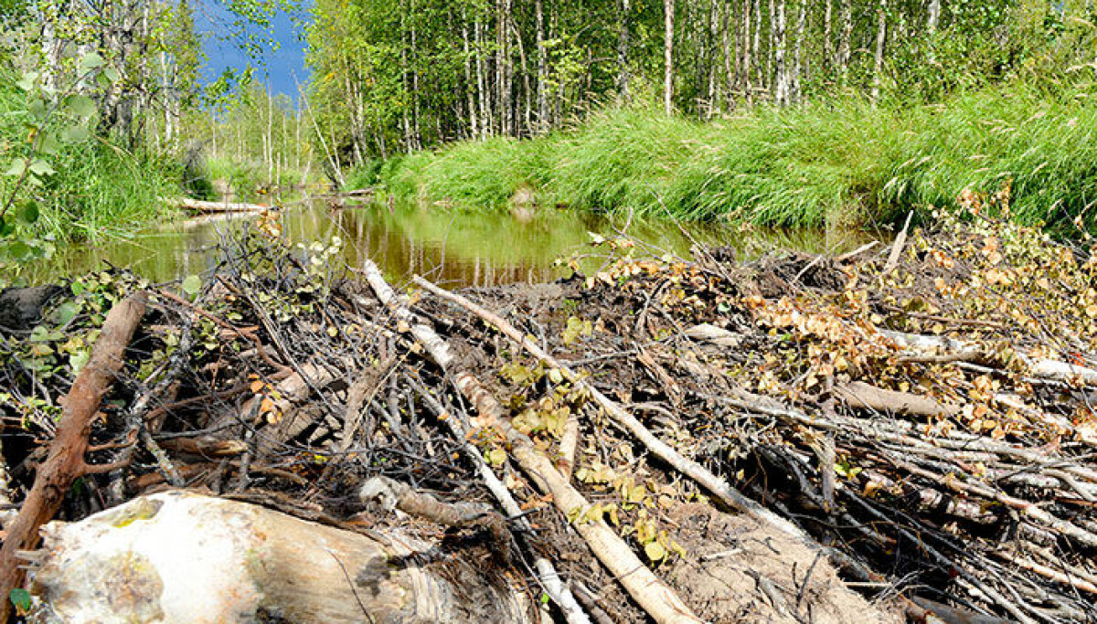 Swedish Study Finds Beaver Dams Do Not Raise Tularemia Risk