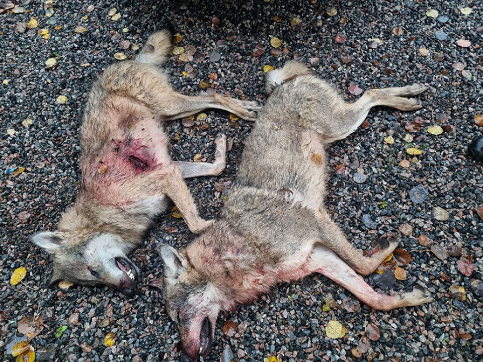 Här är de två vargarna som fälldes av en älgjägare för att freda en laika. Men skytten trodde att han sköt tre gånger mot en varg som var ute på hundjakt på hygget.