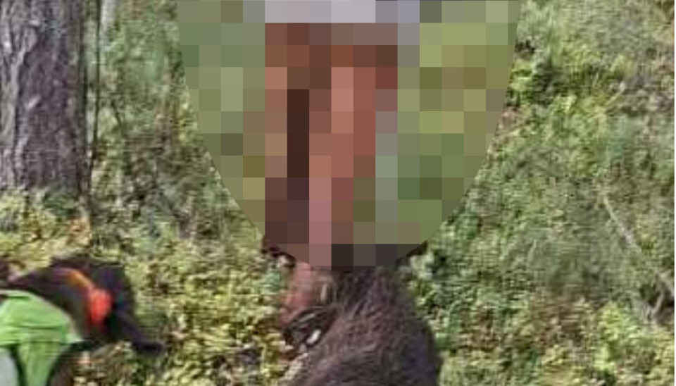 Sex jägare döms för jaktbrott på björn i Strömsund – tre får fängelse