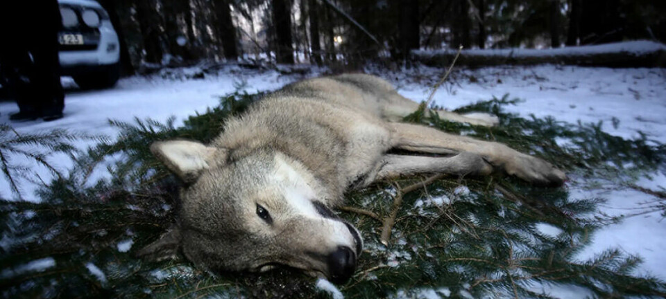 Julianne Mur jinsiy aloqa sahnalari Qor malikasining erotik fotosuratlari