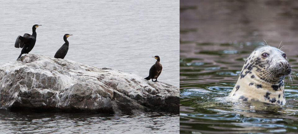 Qorqinchli yuz porno Brigitte Bardot porno video