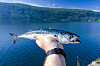 En hand håller upp en silverglänsande fisk framför en fjord med berg i bakgrunden.