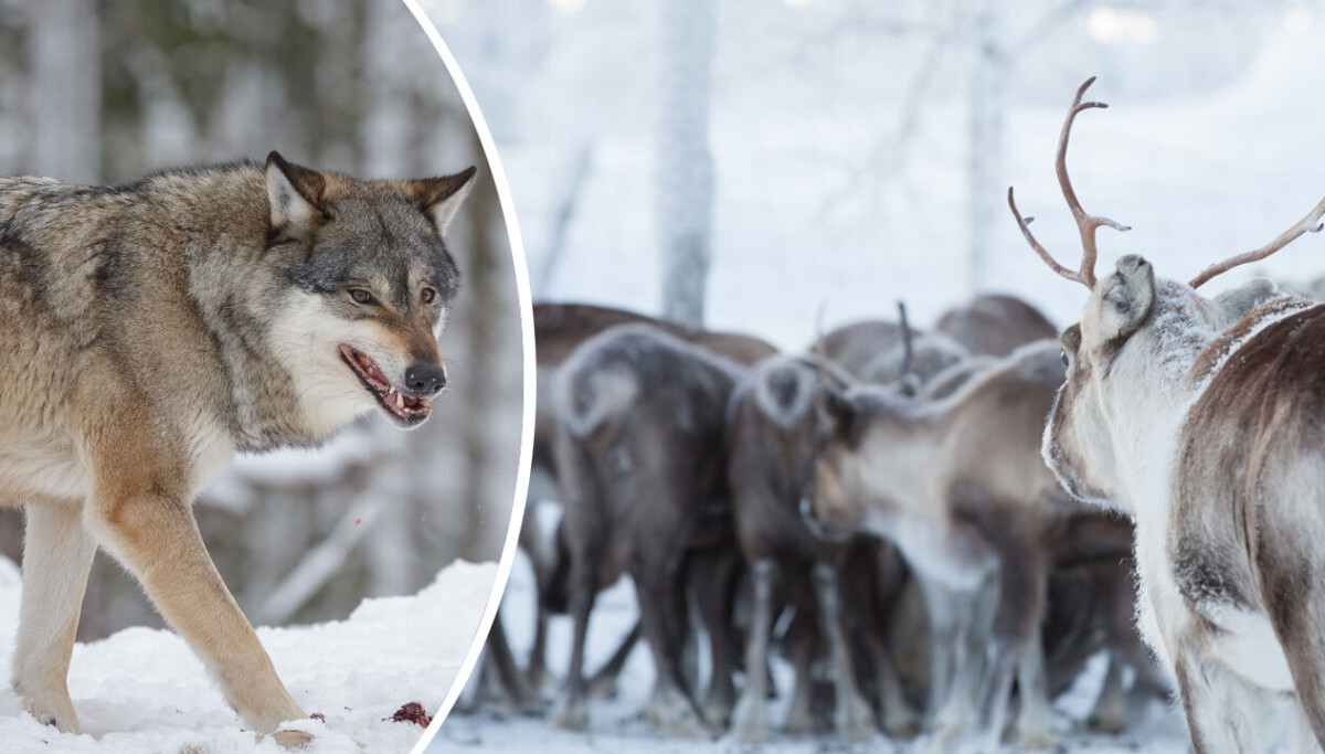 www.jaktjournalen.se