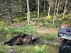Björn fälld av Gustaf Norberg, Bollnäs