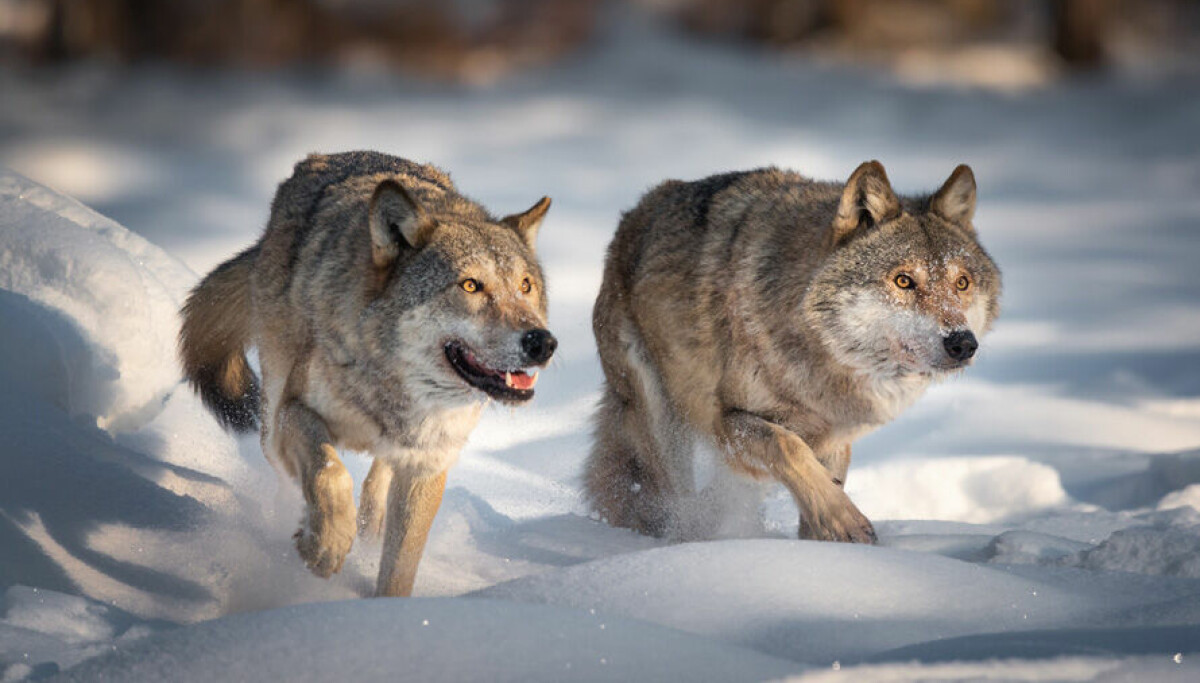 Regjeringen åpner for utvidet ulvejakt i Norge